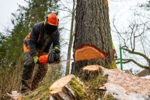 kosten baumfällung, baumfällung kosten pro meter, baumfällung preise, firma baum fällen, tannen fällen kosten, kosten baumfällarbeiten, ab wann kann man bäume fällen, baum fällen firma, Baumdienst, baum und heckenschnitt, baum schneiden lassen kosten, Baumrückschnitt 10-100, Baumfällung und Entsorgung, Baumpfleger in der Nähe, baumschnitt in der nähe,